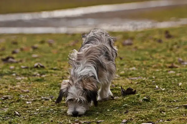 A scruffy, medium-sized dog with shaggy grey and brown fur sniffs the ground in a grassy, outdoor area.