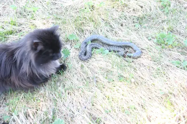 En gråsvart katt tittar nyfiket på en orm som ligger i gräset. En potentiell ormbett katt, men katten verkar oskadd.