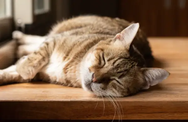 En randig katt vilar på en träyta. Den ser ut att ha en hälsosam katt vikt, perfekt för en tupplur.