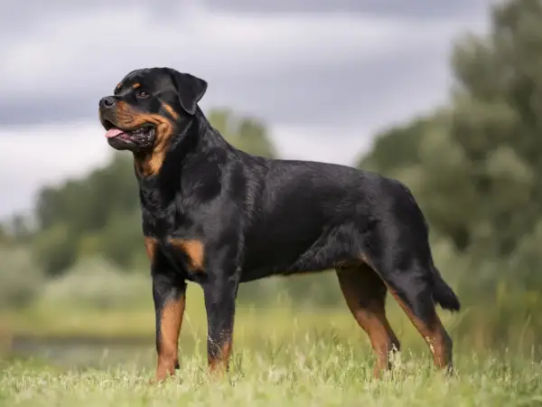 En ståtlig rottweiler står i gräset, en bild av lugn och styrka som speglar dess rottweiler temperament.