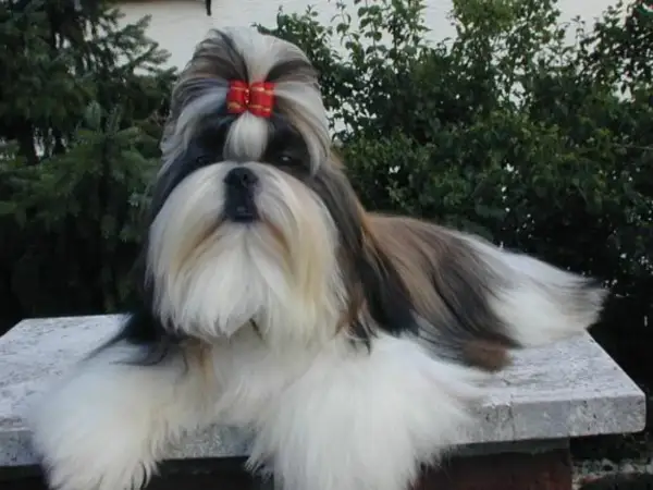 En vacker shih tzu med röd rosett i pälsen, som visar sitt vänliga shih tzu temperament.