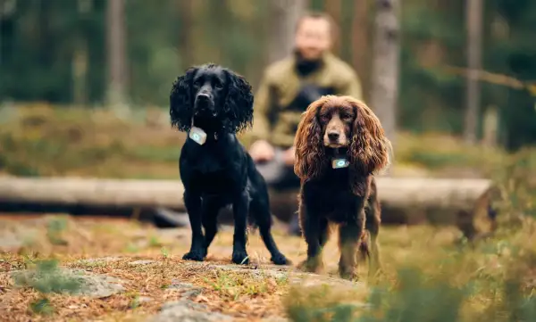 Två cocker spaniel, en svart och en brun, står i skogen med varsin GPS-tracker. Deras nyfikna cocker spaniel egenskaper lyser igenom.