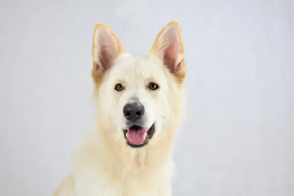 Vit schäferhund med öppen mun. Hoppas att fukteksem och skorpa inte är ett problem för denna glada hund.