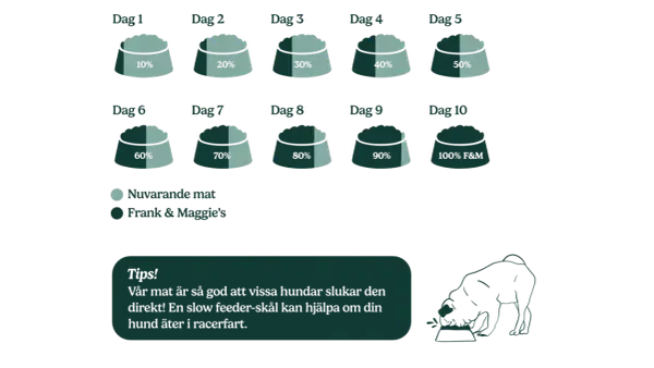 Schema för att byta foder hund över 10 dagar, från 10% nytt till 100% Frank & Maggie's. En hund äter ur en matskål.