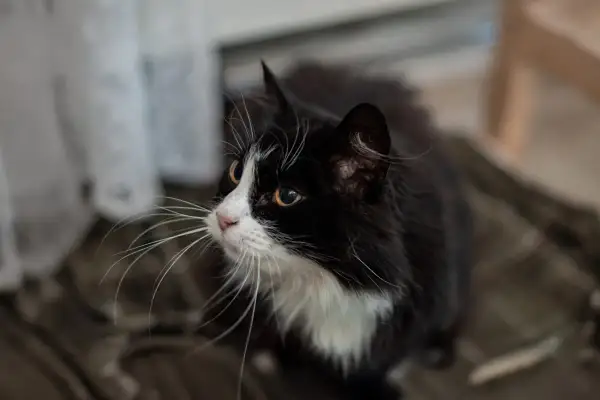 En gammal, mager katt med svartvit päls och långa morrhår tittar uppåt.