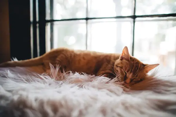 En orangefärgad katt sover sött på en fluffig vit matta, med fönster i bakgrunden.