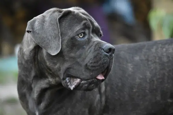En ståtlig cane corso med grå päls och en blick som ser ut att berätta en historia.
