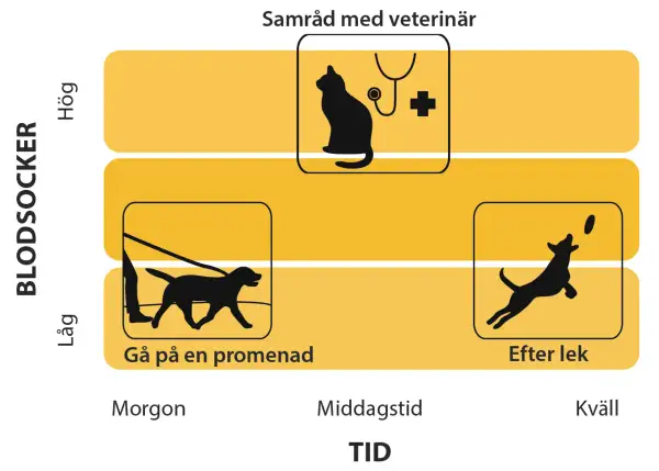 Diagram visar att lågt blodsocker hos hund kan visa symptom som trötthet vid promenad.