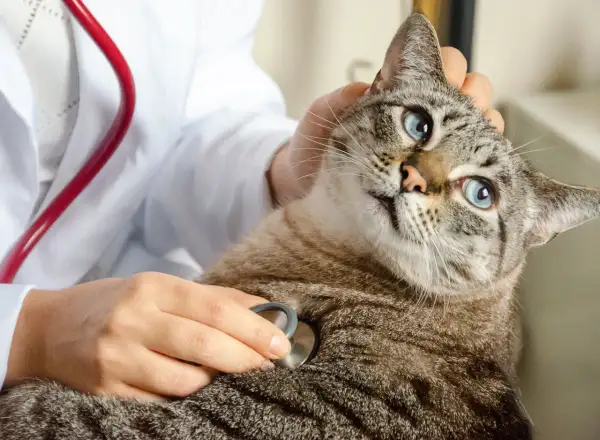 En veterinär undersöker en katt med stetoskop. Katten har blå ögon och är lugn. Detta kan vara inför en kastrering katt.
