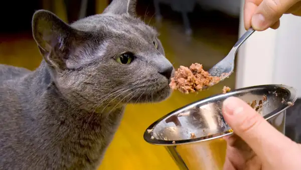 En grå katt nosar på mat från en sked. Frågan om har katter bra minne kan besvaras med ett ja, de minns var maten finns.