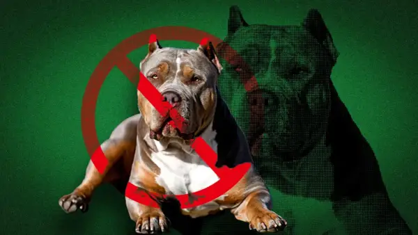 En kraftig hund med ett förbudstecken över sig. Bilden väcker frågan: hur många hundar får man ha utan tillstånd?