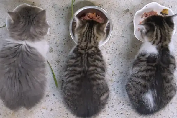 Tre kattungar äter från sina skålar. En grå och vit, en randig och en randig med vit fläck. Frågan är hur mycket mat ska en katt ha?