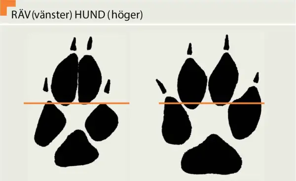 Spår av räv (vänster) och hund (höger). Bilden visar hur många tår en hund har, jämfört med en räv.