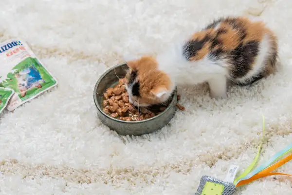 Söt matkattunge, 12 veckor gammal, mumsar i sig sin mat ur en skål. Bredvid ligger kattmatsförpackningar.