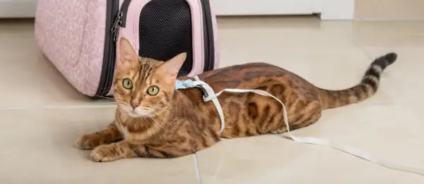 Brun bengalisk katt med gröna ögon ligger på golvet med en vit sele och koppel. Bredvid finns en rosa transportbur.