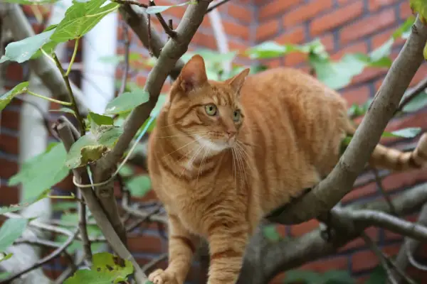 En orange randig katt sitter i ett träd. Dess blick är fokuserad på något utanför bild, vilket får en att undra om katter kan ha ADHD.