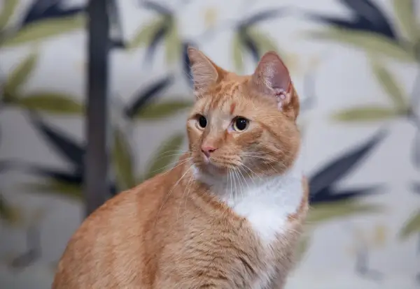 En orangefärgad katt med vita markeringar sitter framför en blommig bakgrund. Katten ser lite trött ut, som en sjuk katt.