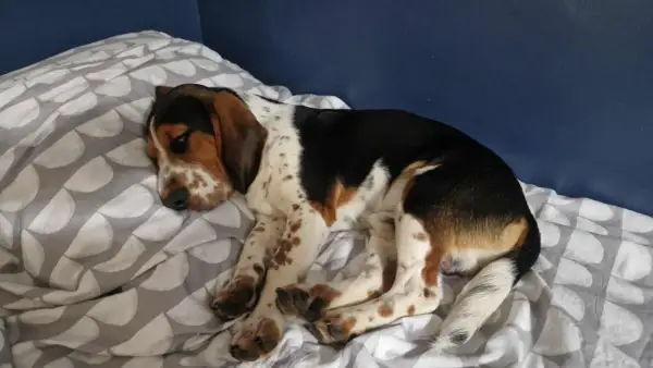 En söt bockhund vilar på en säng med mönstrat påslakan. Hunden har bruna, svarta och vita fläckar.