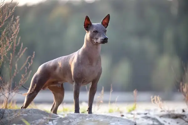 En ståtlig xoloitzcuintle stor står på stenar vid en sjö.