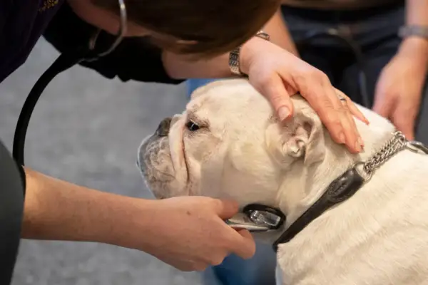 En veterinär lyssnar på en gammal hund som andas tungt med ett stetoskop. En hand vilar lugnande på hundens huvud.