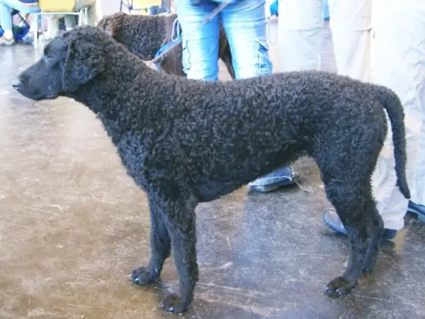 En curly coated retriever med lockig päls. En drömhund för många, men kan vara en utmaning vid allergi.